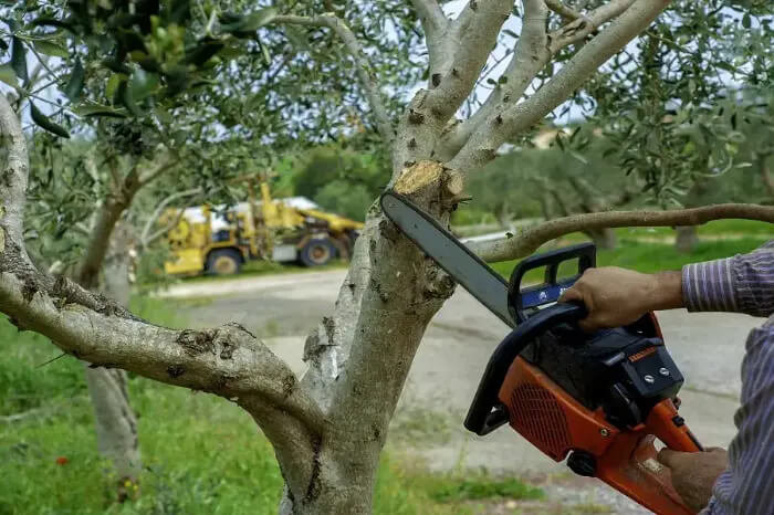Dependable Tree Removal Services in Hesperia, CA 92345 Dependable Tree Removal Services in Hesperia, CA 92345