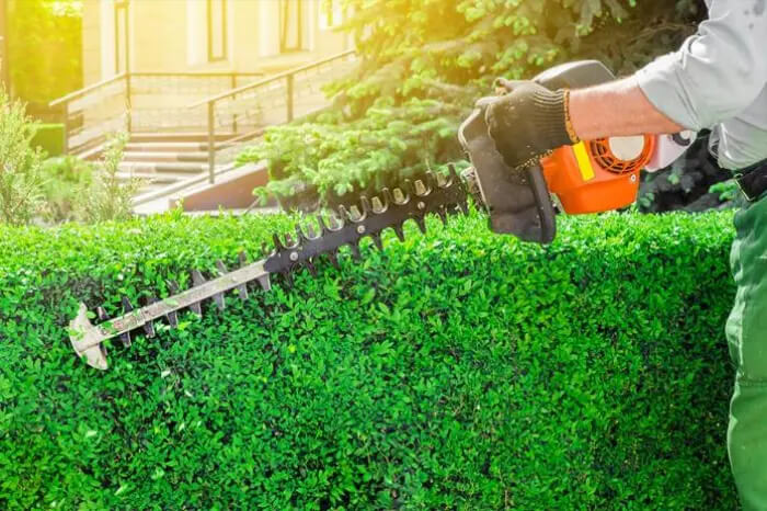 How To Trim Bushes in Hesperia, CA 92345 How To Trim Bushes in Hesperia, CA 92345