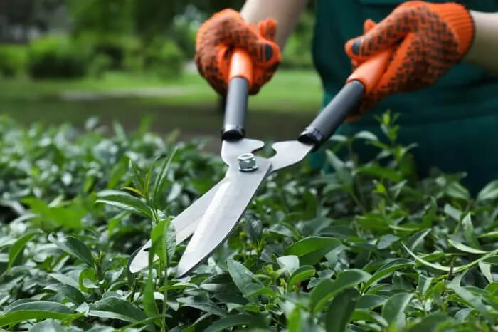 How To Trim Bushes in Hesperia, CA 92345 How To Trim Bushes in Hesperia, CA 92345