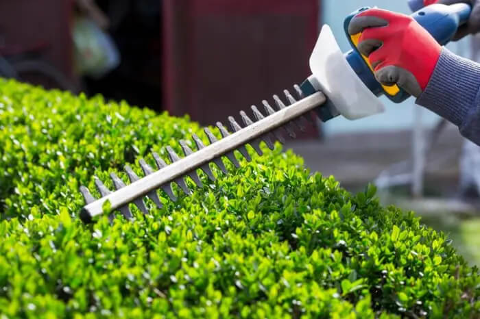 Proficient Bush Trimming Service in Hesperia, CA 92345 Proficient Bush Trimming Service in Hesperia, CA 92345