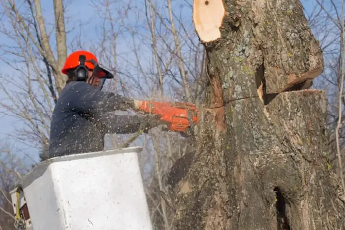 Quality Tree Removal Services in Hesperia, CA 92345 Quality Tree Removal Services in Hesperia, CA 92345