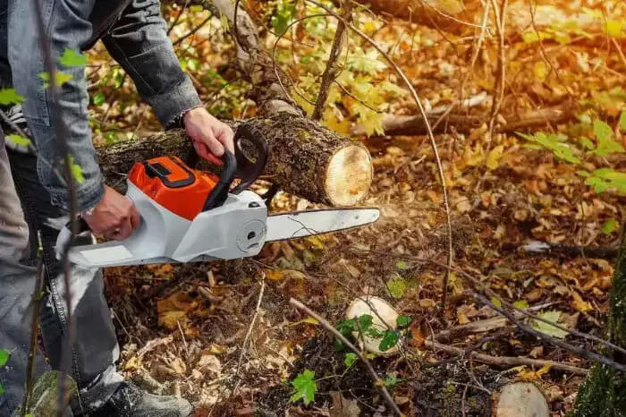 Top-notch Tree Removal Services in Hesperia, CA 92345 Top-notch Tree Removal Services in Hesperia, CA 92345