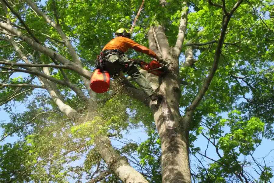 Tree Trimming and Removal in Hesperia, CA 92345