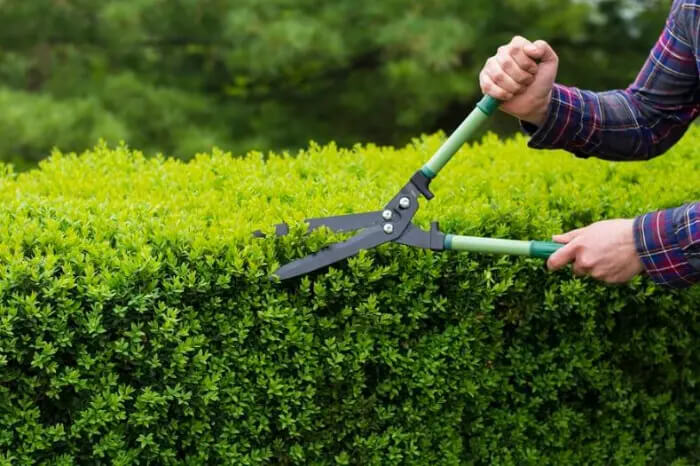 Trusted Bush Trimming Service in Hesperia, CA 92345 Trusted Bush Trimming Service in Hesperia, CA 92345